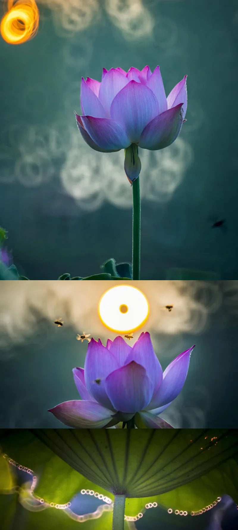Lightdow Manual Telephoto Camera Lens 900mm F8.0 Reflex Lens Can Take Beautiful Pictures of Donuts for Canon Nikon Sony Camera - Universal Market